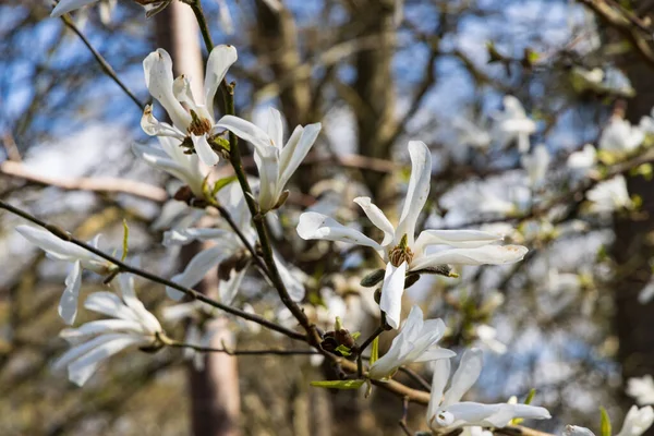 Magnolia Nord Japon Dans Hortus Botanicus Dans Municipalité Haren Groningue — Photo
