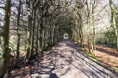 Berceau, Drenthe Hollanda 'daki Paterwolde Belediyesi' nde bulunan De Braak Malikanesi 'nde.