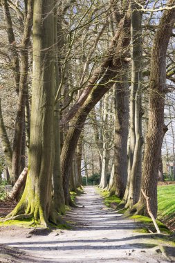 Hollanda, Drenthe 'de Paterwolde Belediyesi' nde bulunan De Braak Malikanesi 'ndeki ağaçlar arasındaki orman yürüyüş yolu.