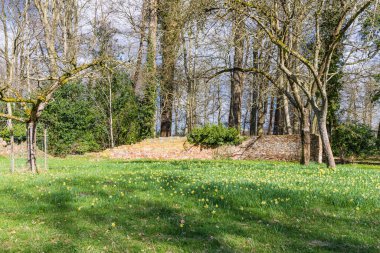 Hollanda, Drenthe 'de bulunan Paterwolde Belediyesi' ndeki Daffodil tarlası ve De Braak bahçesi.