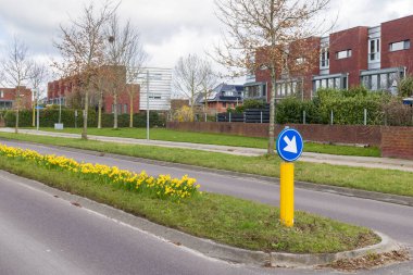Dfranthe Hollanda 'da Eelderwolde Belediyesi' nin yol kenarındaki nergis ağacı.