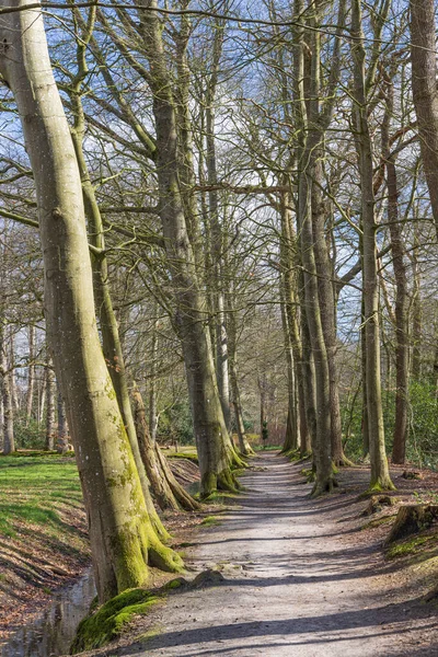 荷兰蒂纳罗帕特沃尔德市De Braak庄园树木之间的林间小路 — 图库照片