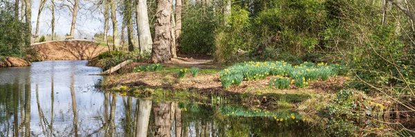 Blooming Daffodil Estate Braak Paterwolde Municipality Tynaarlo Drenthe Países Baixos — Fotografia de Stock