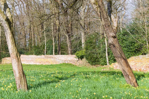 エステート アンド ガーデンでのダフォディル畑の開花オランダのドゥレンテ州のパテルウルデ市TynaarloのDe Braak — ストック写真