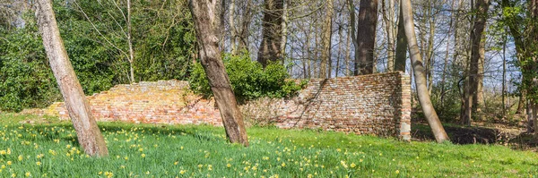 Kvetoucí Daffodilské Pole Statku Zahradě Braak Obci Paterwolde Tynaarlo Drenthe — Stock fotografie
