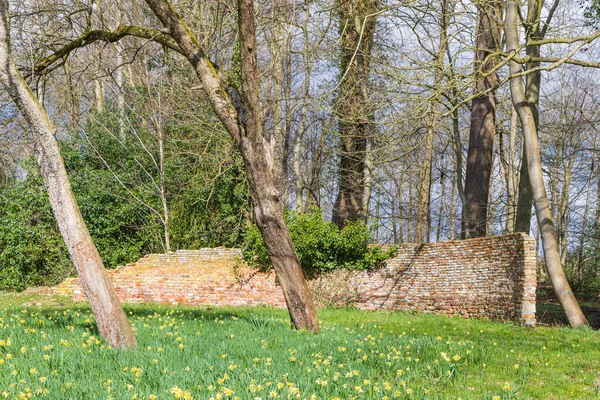 Hollanda Drenthe Bulunan Paterwolde Belediyesi Ndeki Daffodil Tarlası Braak Bahçesi — Stok fotoğraf