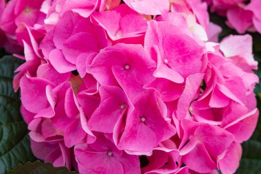 Groessen Belediyesi 'ndeki Hyndrangea kreşi Hollanda' nın Duiven Gelderland ilinde.