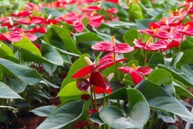 Ducth serasında yetişen kırmızı anthurium çiçekleri