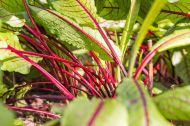 Hollanda 'nın Groessen belediyesinde Duiven Gelderland' da serada renkli gökkuşağı bahçesi büyüyor