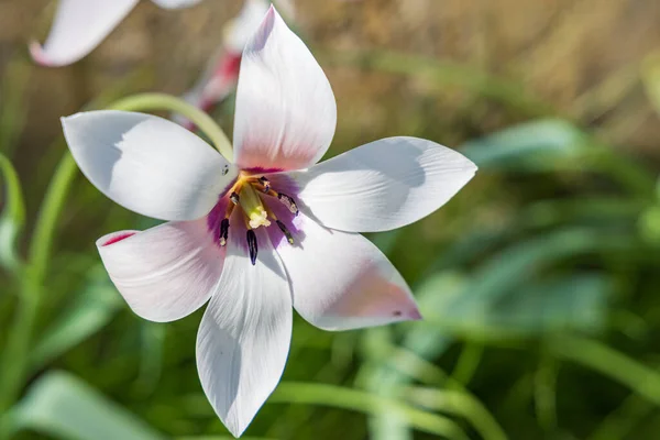 Belle Petite Fleur Blanche Nénuphar Habranthus Robustus Pleine Floraison — Photo