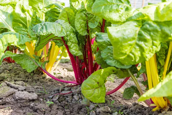 Growning Colorful Rainbow Chard Greenhouse Groessen Municipality Duiven Gelderland Province — Stock Photo, Image