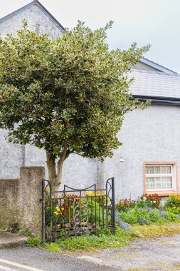 İrlanda 'nın Cork Munster bölgesindeki evimizin önünde meyveli Noel bayramı ilex aquifolium.