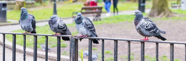 Pigeons Dans Parc Bishop Lucey Cork Dans Province Munster Irlande — Photo