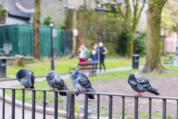 Pigeons Bishop Lucey Park Cork Munster Province Ireland Europe — Stock Photo, Image