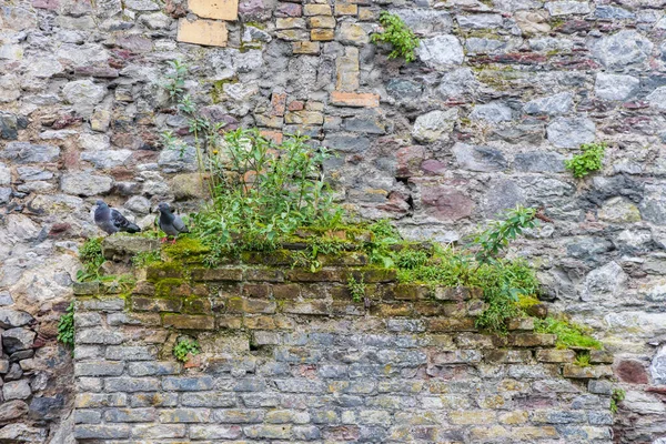 Vieux Mur Avec Des Plantes Des Pigeons Dans Province Cork — Photo