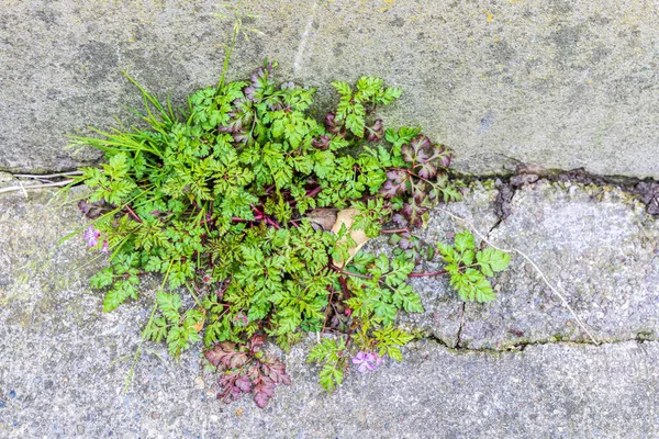 Стена Красочным Растением Корк Munster Провинции Ирландии Европа — стоковое фото