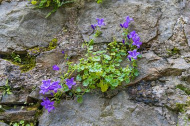 İrlanda 'nın Cork Munster bölgesindeki eski duvarda yetişen eğreltiotu ve mavi Dalmaçya çan çiçekleri.