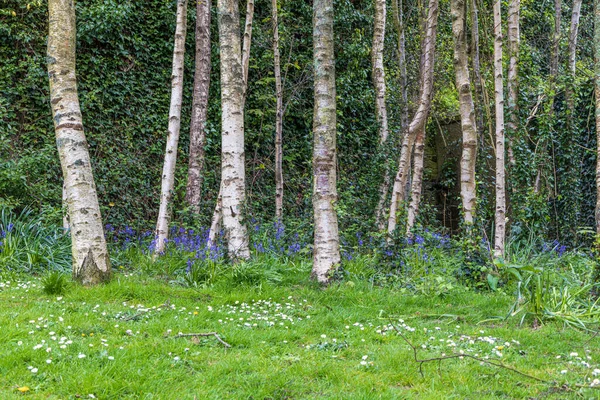 Blooming Wild Hyacinth Flowers White Birch Trees Front Cork City — Stock Photo, Image