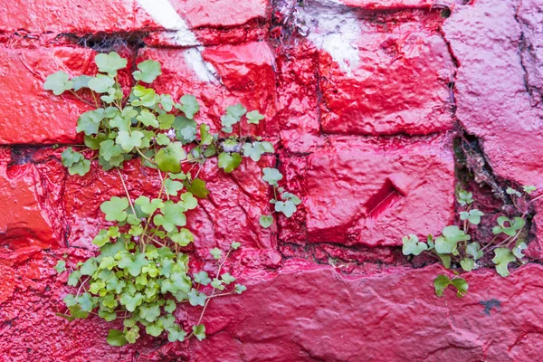 Bluebells Pflanze Wächst Auf Rot Gestrichener Wand Zentrum Der Provinz — Stockfoto