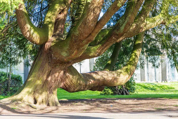 Stare Drzewo Parku Fitzgeralds Prowincji Cork Munster Irlandii Europa — Zdjęcie stockowe