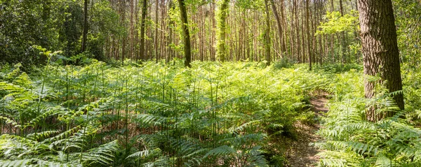 Güneşli orman manzarası yolu ve yeşil brakken eğreltiotu Pteridium aquilinum güneşte