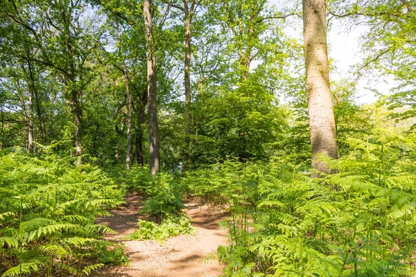 Sunny Forest Landscape Path Green Bracken Fern Pteridium Aquilinum Sun — Stock Photo, Image