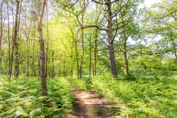 Sunny Forest Landscape Path Green Bracken Fern Pteridium Aquilinum Sun — Stock Photo, Image