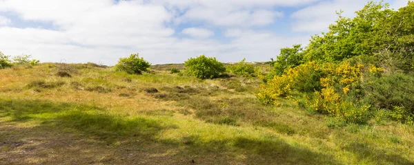 Krajobraz Wydm Krzewem Gorsetowym Pobliżu Formerum Wyspie Wadden Terschelling Prowincji — Zdjęcie stockowe