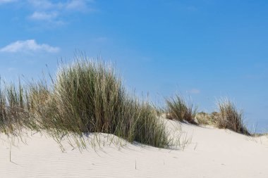 Hollanda 'nın Friesland bölgesindeki Wadden Adası' ndaki Boschplaat 'ta bulunan kum tepeleri manzarası