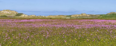 Manzara doğa, Hollanda 'nın Friesland eyaletindeki Wadden Adası Terschelling' de renkli mor çiçekler ve düğün çiçekleriyle Boschplaat 'ı rezerve eder.