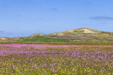 Manzara doğa, Hollanda 'nın Friesland eyaletindeki Wadden Adası Terschelling' de renkli mor çiçekler ve düğün çiçekleriyle Boschplaat 'ı rezerve eder.