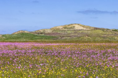 Manzara doğa, Hollanda 'nın Friesland eyaletindeki Wadden Adası Terschelling' de renkli mor çiçekler ve düğün çiçekleriyle Boschplaat 'ı rezerve eder.