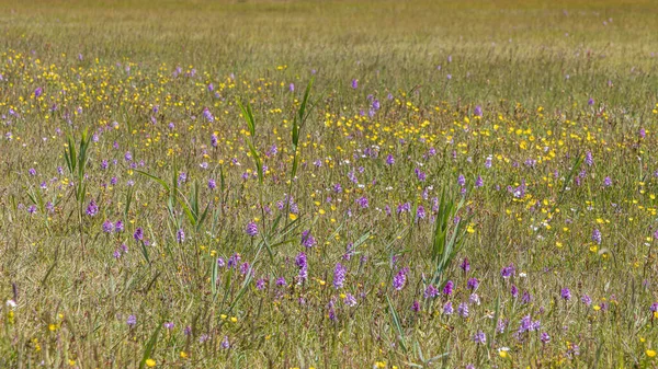 Reserva Natural Paisagem Boschplaat Com Orquídeas Coloridas Copos Manteiga Ilha — Fotografia de Stock