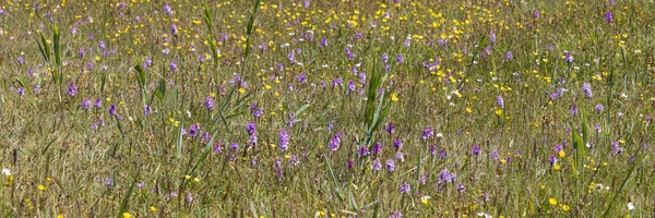 Naturpark Boschplaat Mit Bunten Orchideen Und Ranunkeln Auf Der Wattenmeerinsel — Stockfoto