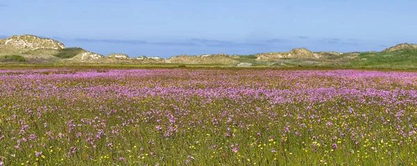 Landskap Naturreservat Boschplaat Med Färgglada Lila Blommor Och Smörbägare Wadden — Stockfoto