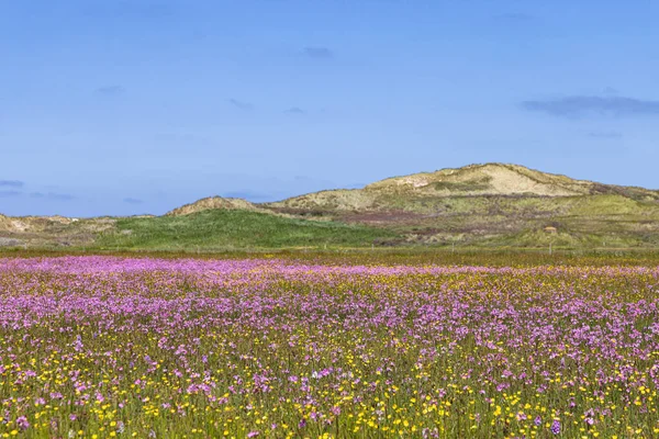 stock image Landscape nature reserve The Boschplaat with colorful purple flowers and buttercups at Wadden island Terschelling in Friesland province in The Netherlands