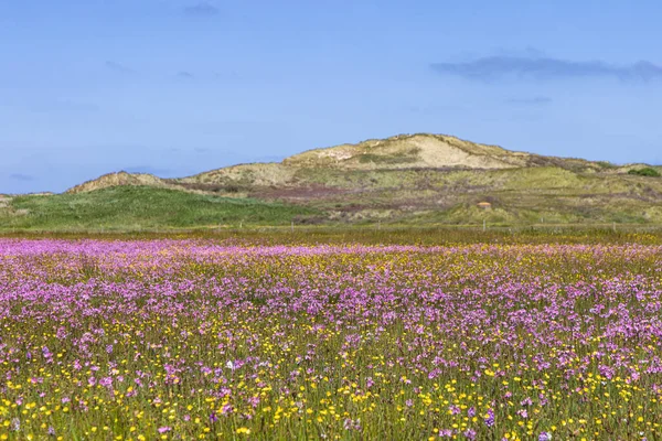 Landscape Nature Reserve Boschplaat Colorful Purple Flowers Buttercups Wadden Island — Stock Photo, Image
