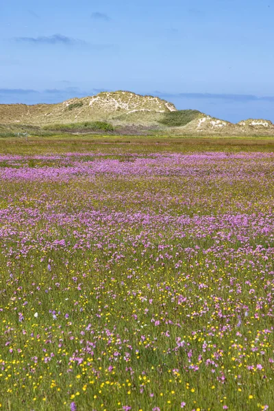 Rezerwat Krajobrazowy Boschplaat Kolorowymi Purpurowymi Kwiatami Jaskrą Wyspie Wadden Terschelling — Zdjęcie stockowe