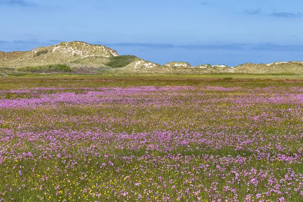 Rezerwat Krajobrazowy Boschplaat Kolorowymi Purpurowymi Kwiatami Jaskrą Wyspie Wadden Terschelling — Zdjęcie stockowe