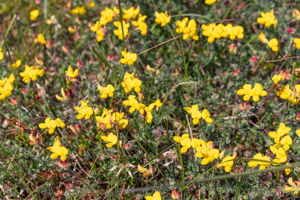 Closeup Blooming Common Clover Nature Reserve Boschplaat Wadden Island Terschelling — Fotografia de Stock
