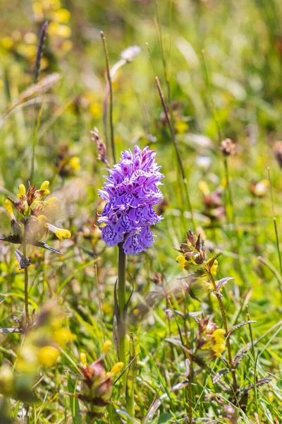 Close Purple Southern March Orchid Nature Reserve Boschplaat Wadden Island — Stock Photo, Image