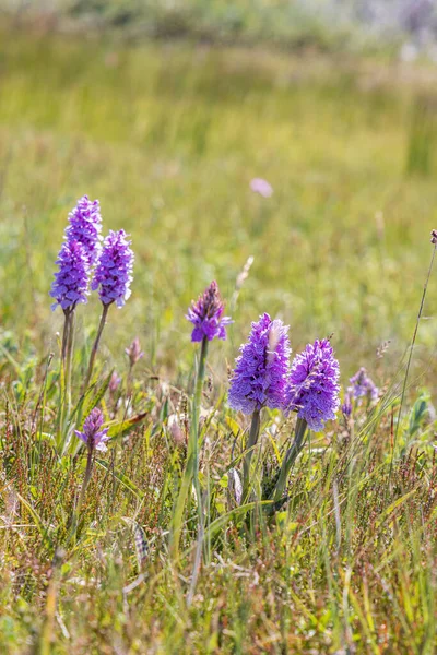 Close Purple Southern March Orchid Nature Reserve Boschplaat Wadden Island — Stock Photo, Image