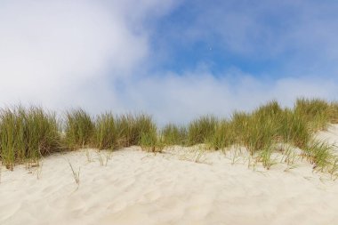 Landscape with sand dunes at nature reserve Wadden island Terschelling in Friesland province in The Netherlands clipart