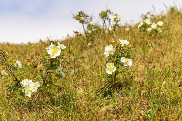 Floración Duna Silvestre Rosa Cerda Isla Wadden Terschelling Provincia Frisia —  Fotos de Stock