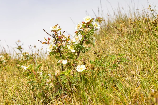 Floración Duna Silvestre Rosa Cerda Isla Wadden Terschelling Provincia Frisia —  Fotos de Stock