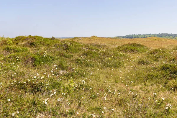 Kwiat Dzikiej Wydmy Róży Wrzawy Wyspie Wadden Terschelling Prowincji Friesland — Zdjęcie stockowe