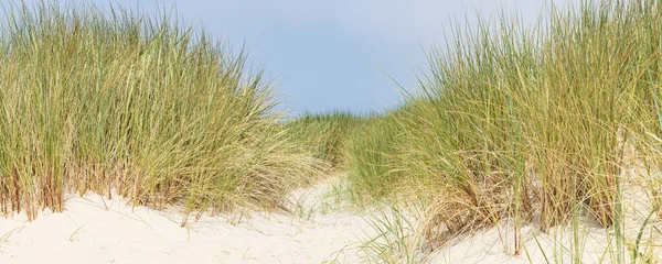 Landskap Med Sanddyner Vid Naturreservat Wadden Terschelling Friesland Provinsen Nederländerna — Stockfoto