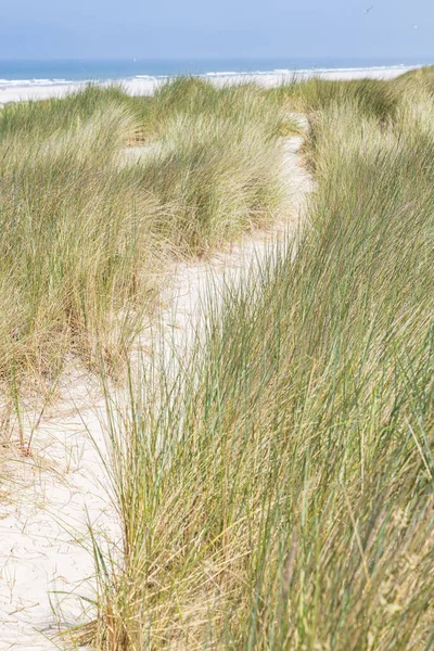 Landschap Met Zandduinen Bij Natuurgebied Boschplaat Waddeneiland Terschelling Friesland — Stockfoto