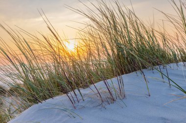 Hollanda 'nın Terschelling Friesland eyaletinin Wadden Adası plajında gün batımında kum tepeleri manzarası