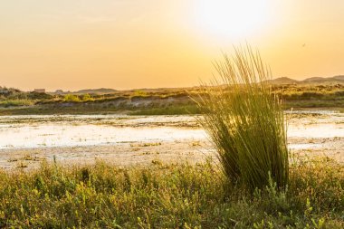 Wadi, Hollanda 'nın Friesland eyaletindeki Wadden Adası' ndaki Formerum yakınlarındaki kum tepeleri boyunca ilerliyor.